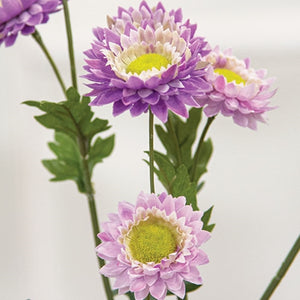 Lilac Strawflower Spray