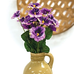 Purple Pansy Bush