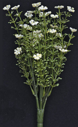 White Astilbe Bush