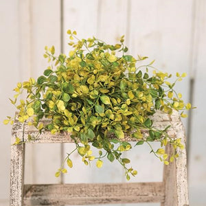 Bog Pimpernel Half Sphere