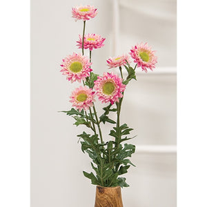 Pink Strawflower Spray