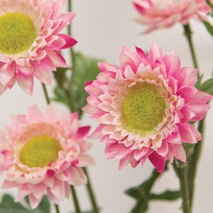 Pink Strawflower Spray