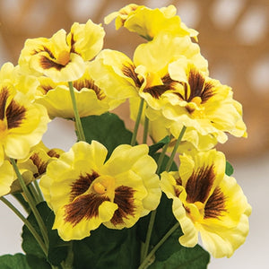 Yellow Pansy Bush