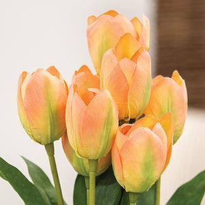 Peach Blooming Tulips Bush