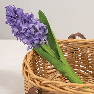 Purple Hyacinth Stem