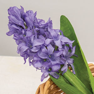 Purple Hyacinth Stem